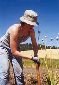 harvesting garlic